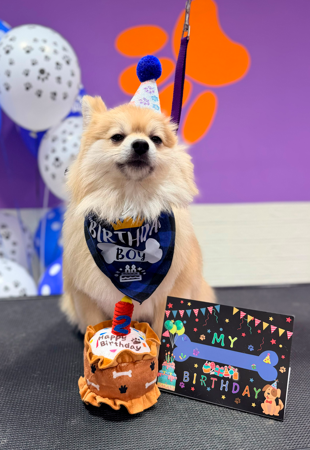 Birthday Pawties at FurFab Pet Grooming