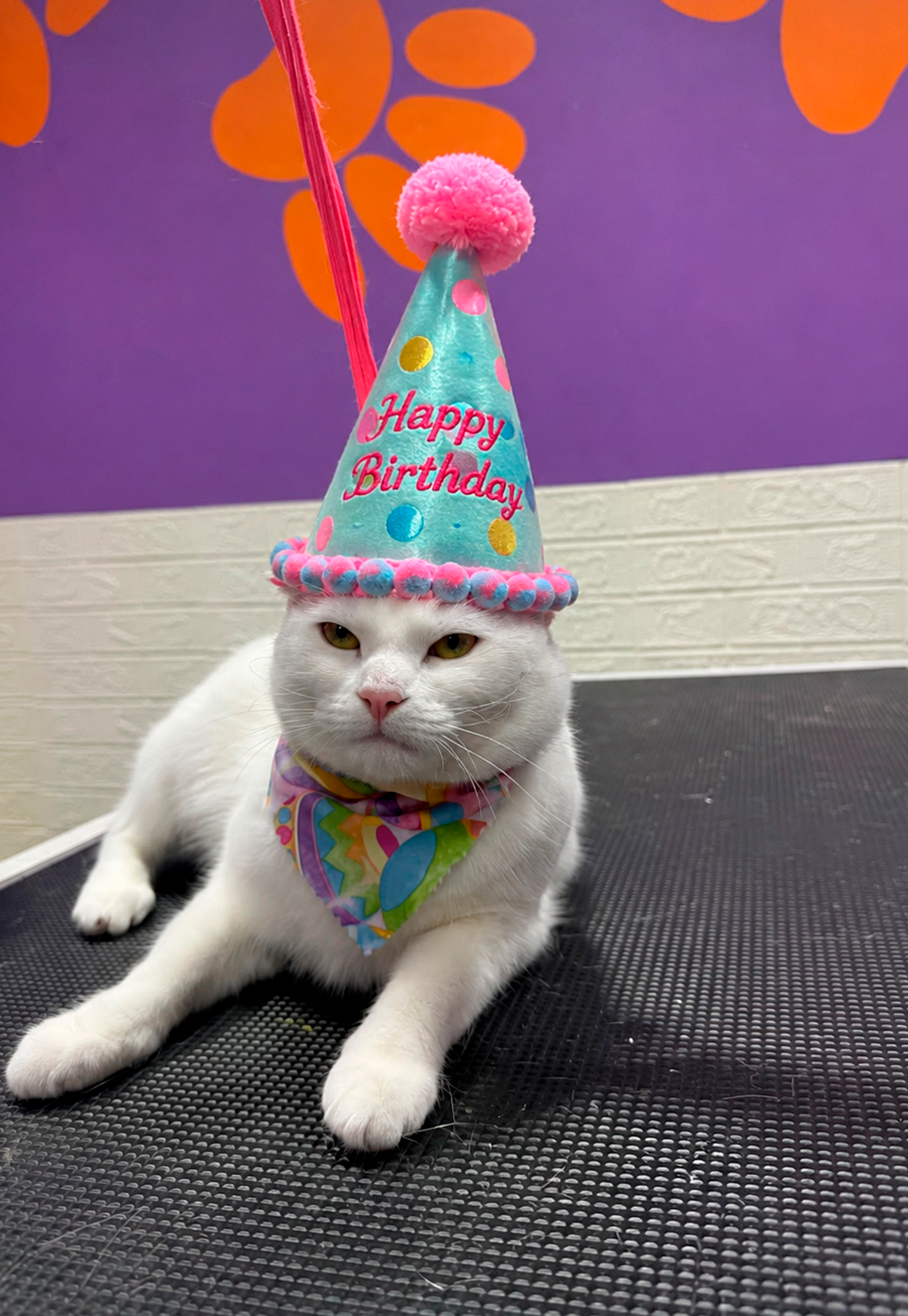 Birthday Pawties experience at FurFab Pet Grooming